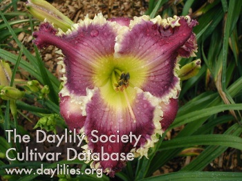 Daylily Thistles and Thorns